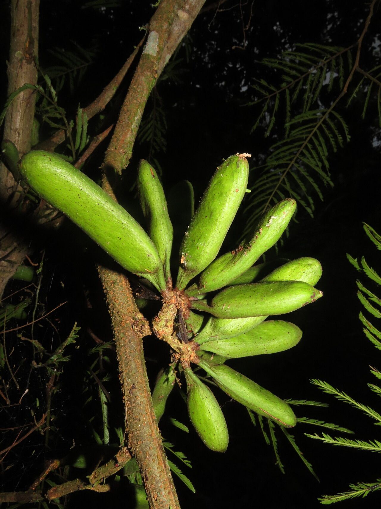 Vachellia ruddiae fruit