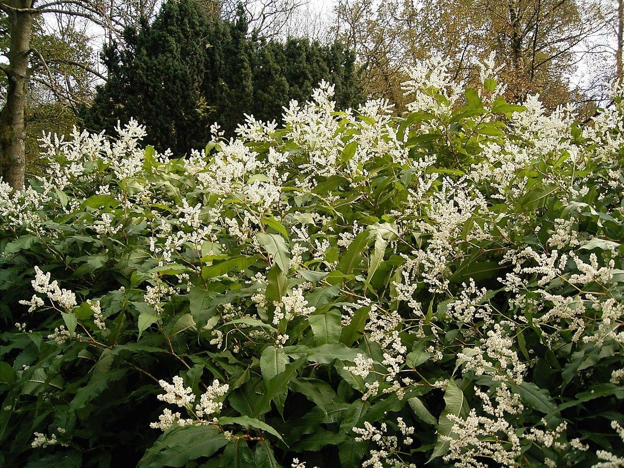 Persicaria wallichii habit