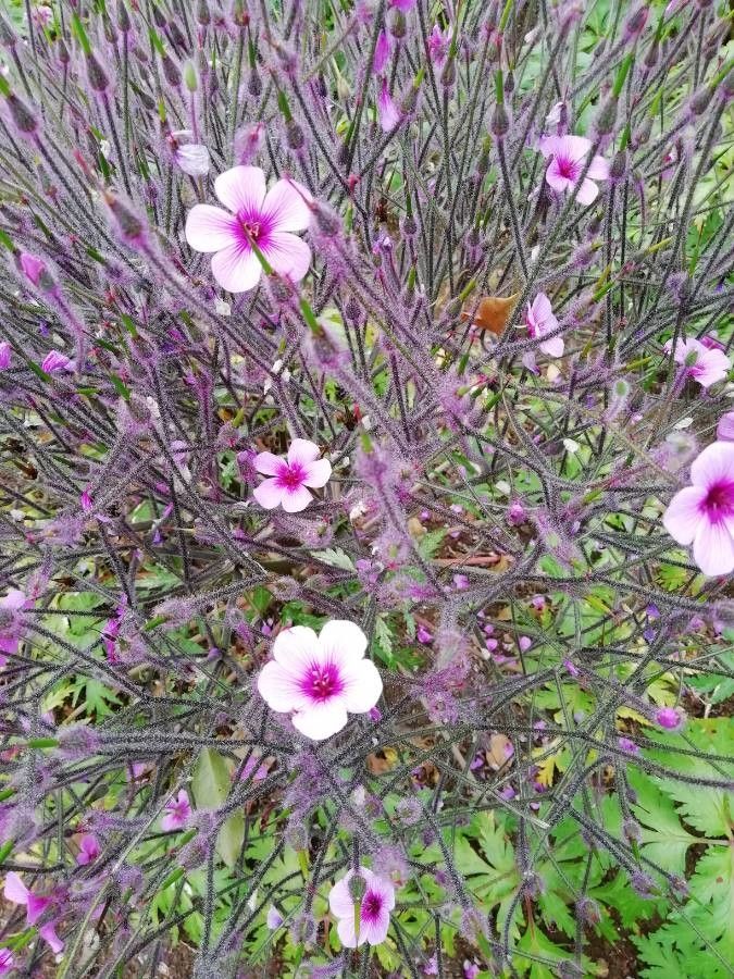 Geranium maderense flower