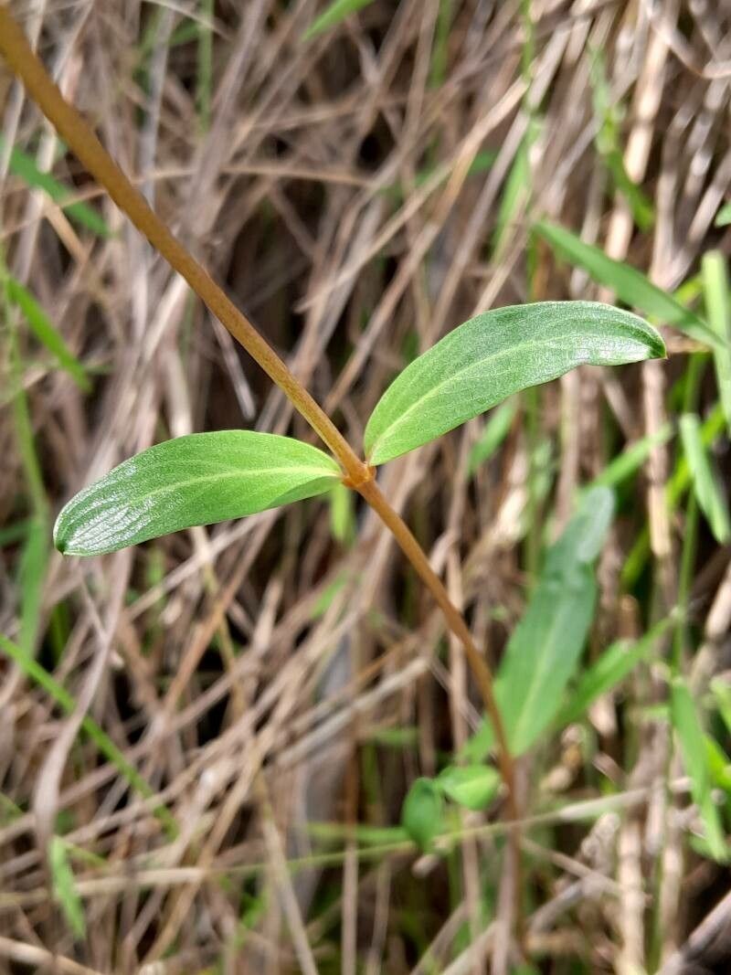 Catharanthus lanceus leaf