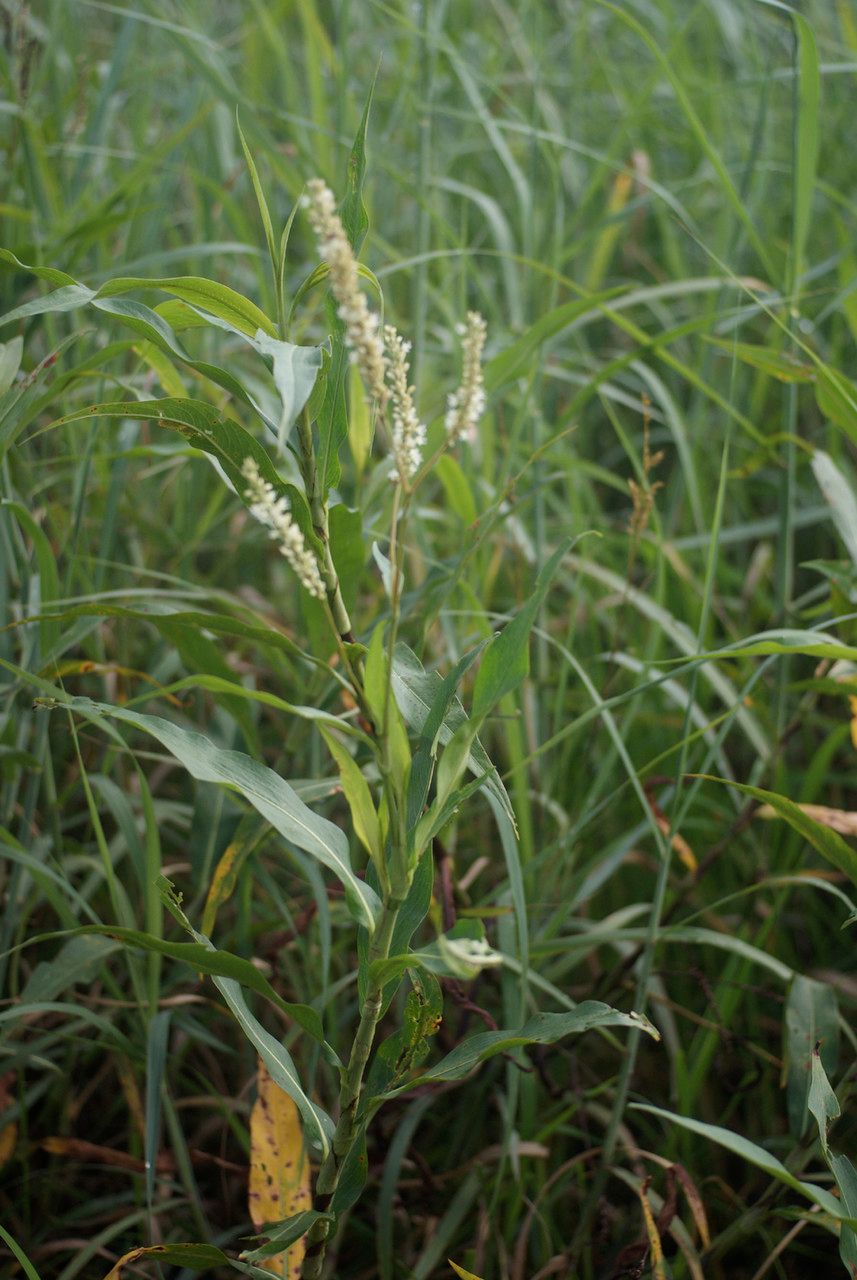 Persicaria acuminata habit