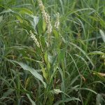 Polygonum acuminatum