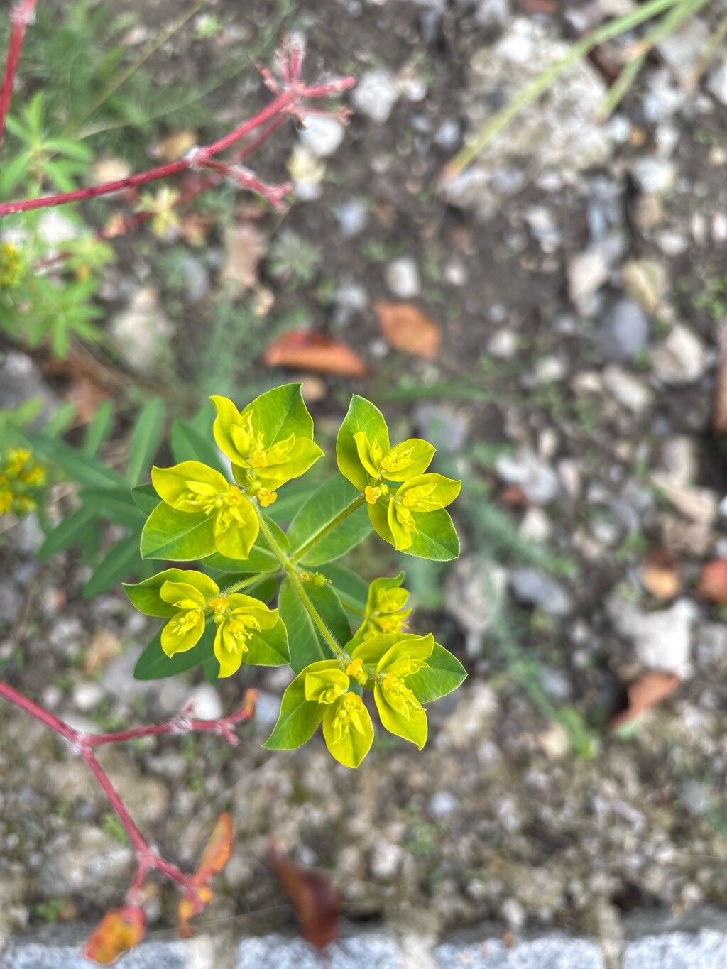 Euphorbia ceratocarpa flower