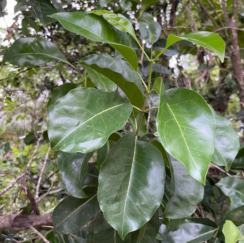 Chionanthus caymanensis leaf
