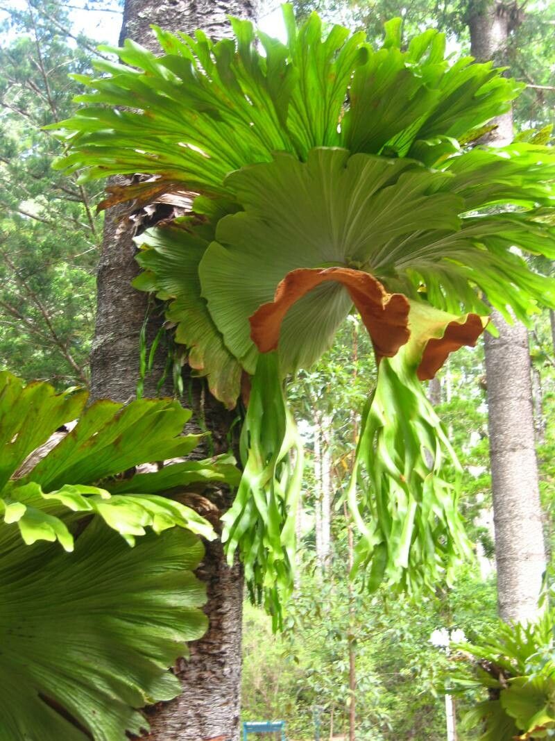 Platycerium superbum flower