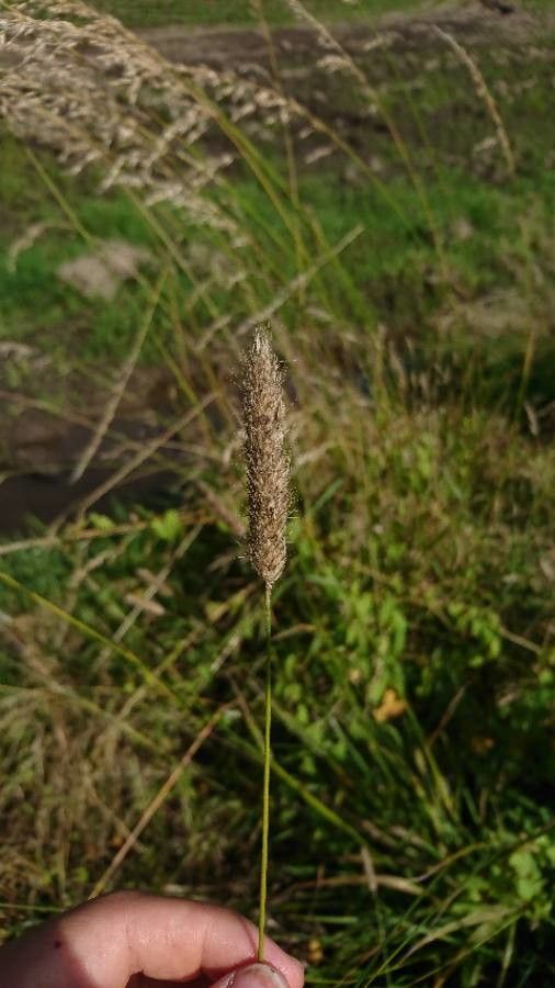 Alopecurus arundinaceus fruit