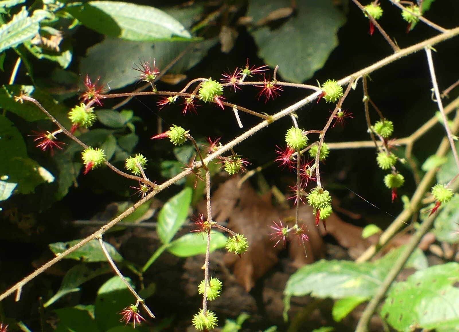 Acalypha costaricensis flower