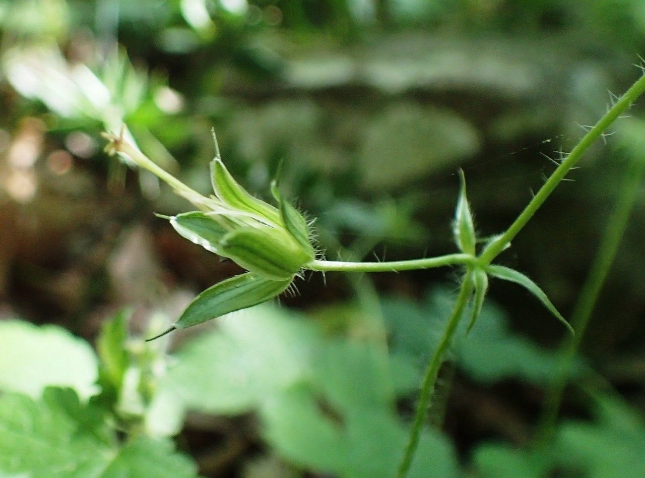 Geranium versicolor fruit