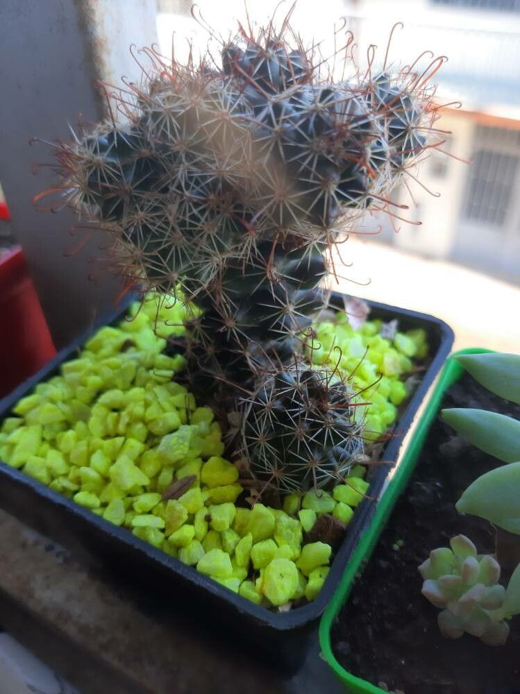 Mammillaria thornberi leaf