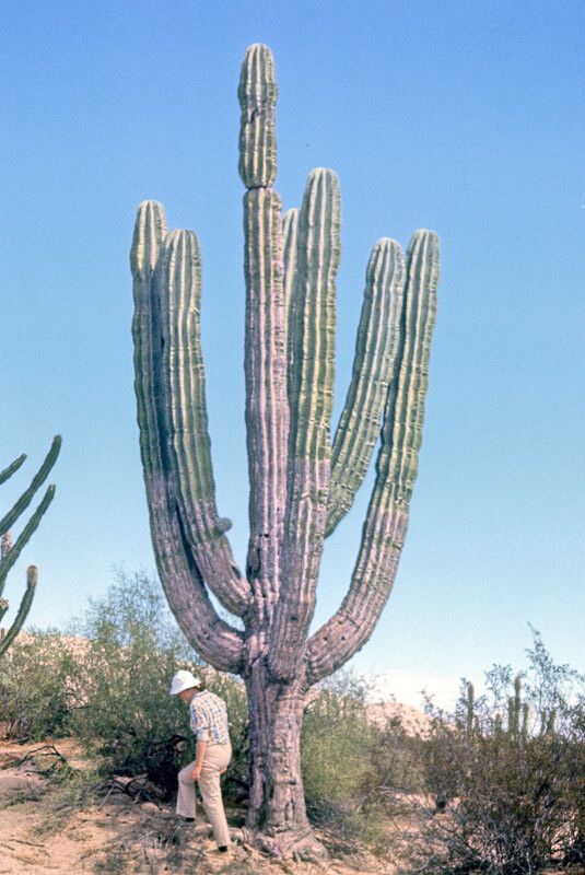 Pachycereus pringlei bark