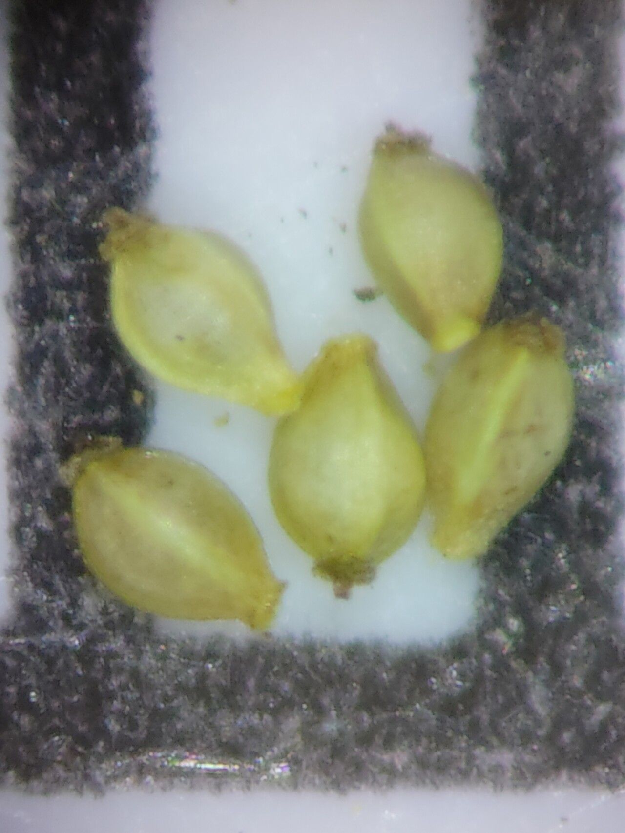 Eleocharis nigrescens fruit