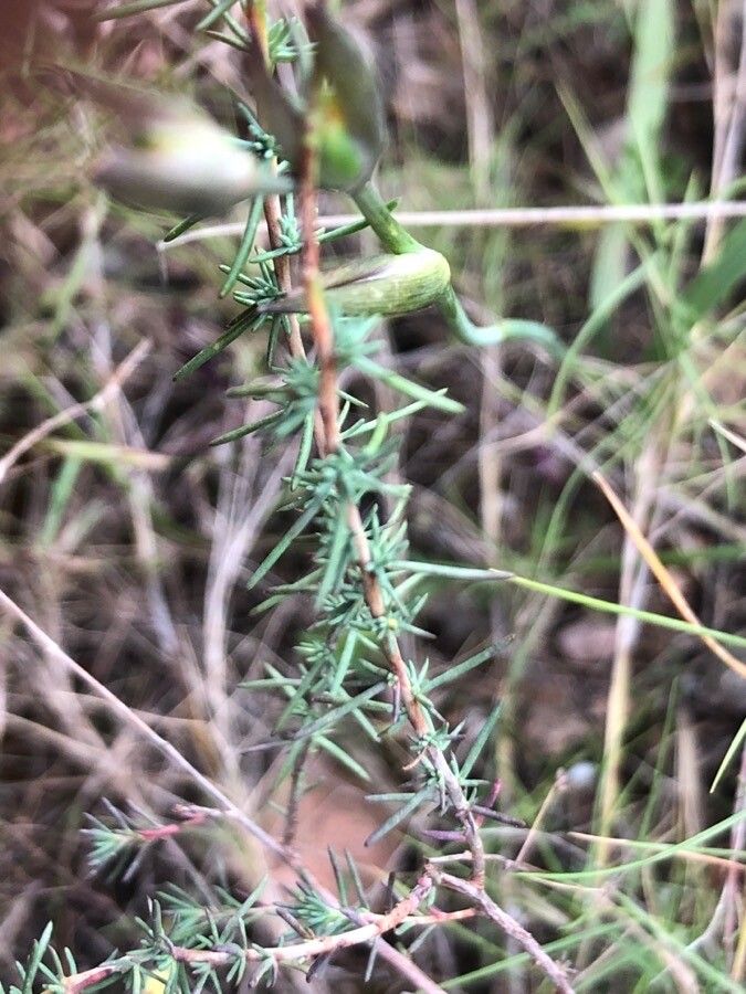 Fumana laevipes leaf