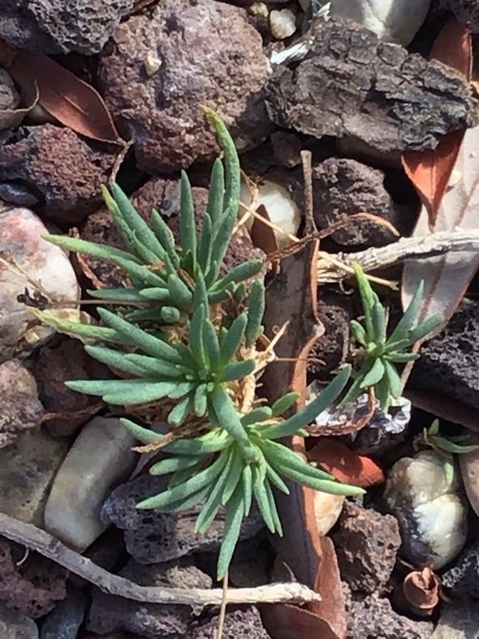 Phemeranthus punae habit