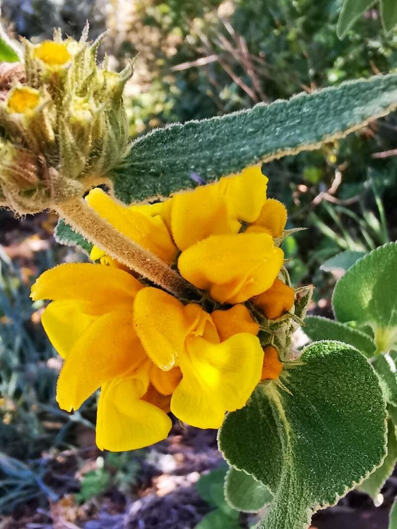 Phlomis cypria flower