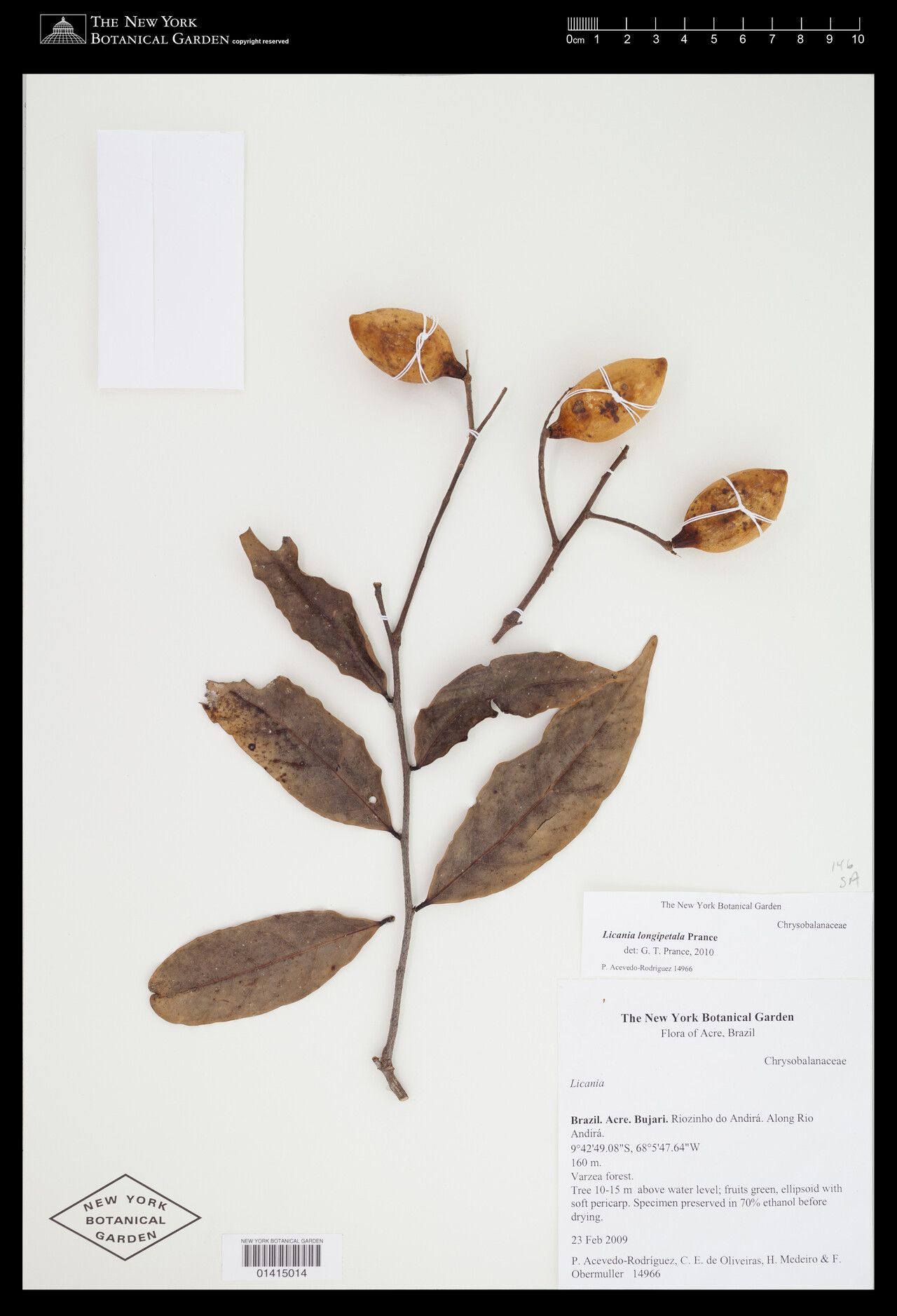 Moquilea longipetala — related species from the same genus