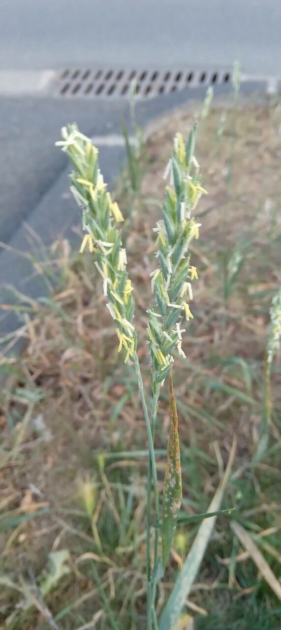Elytrigia repens flower