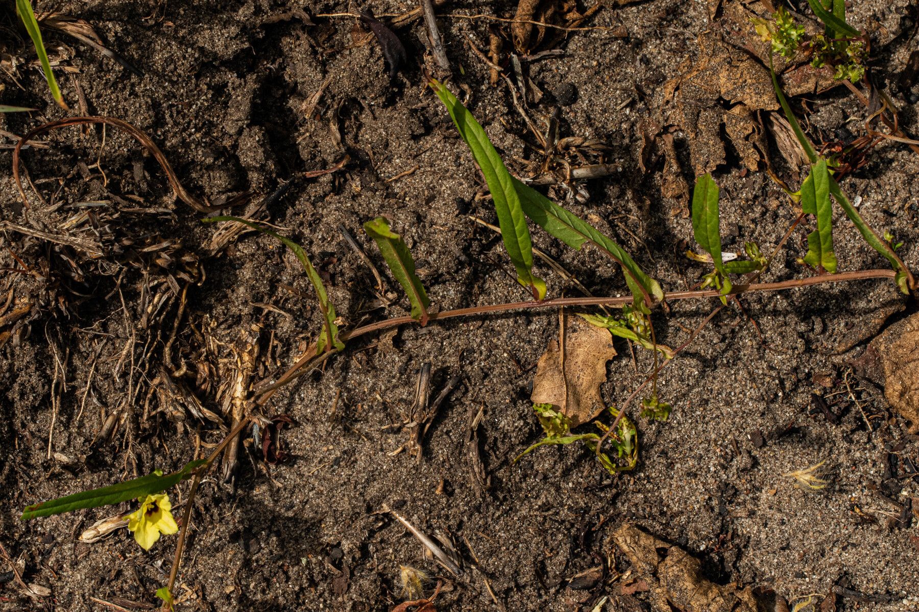 Xenostegia alatipes habit