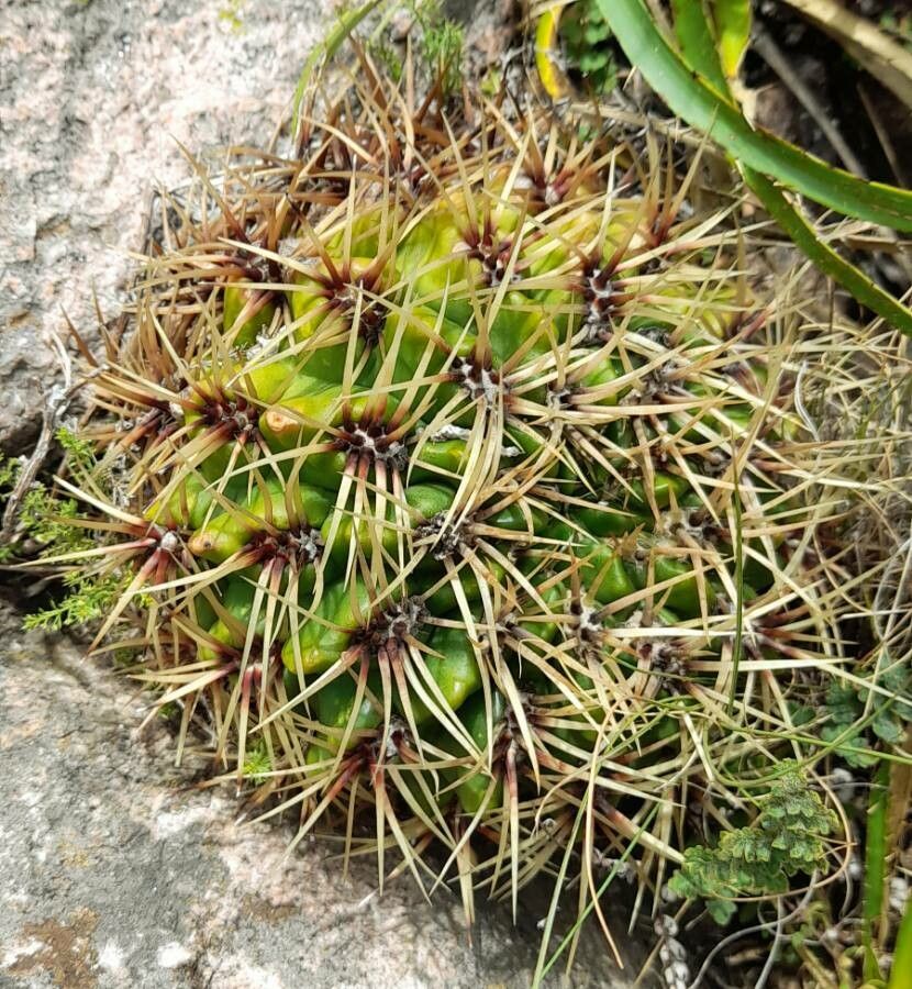 Gymnocalycium monvillei habit