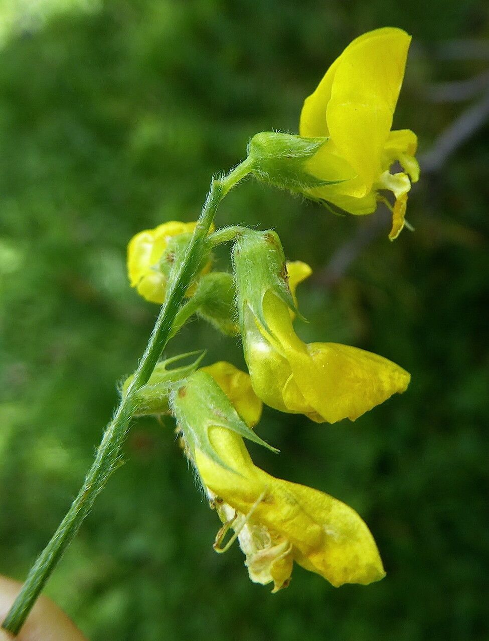 Lathyrus pratensis flower