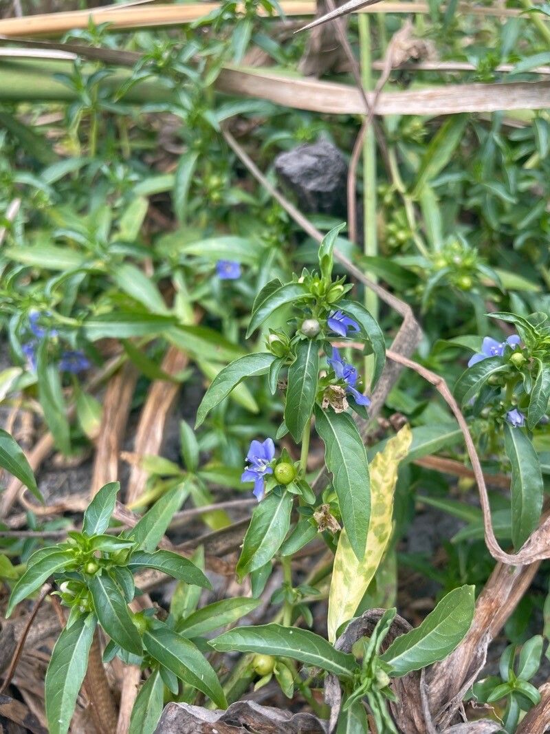 Hydrolea quadrivalvis flower