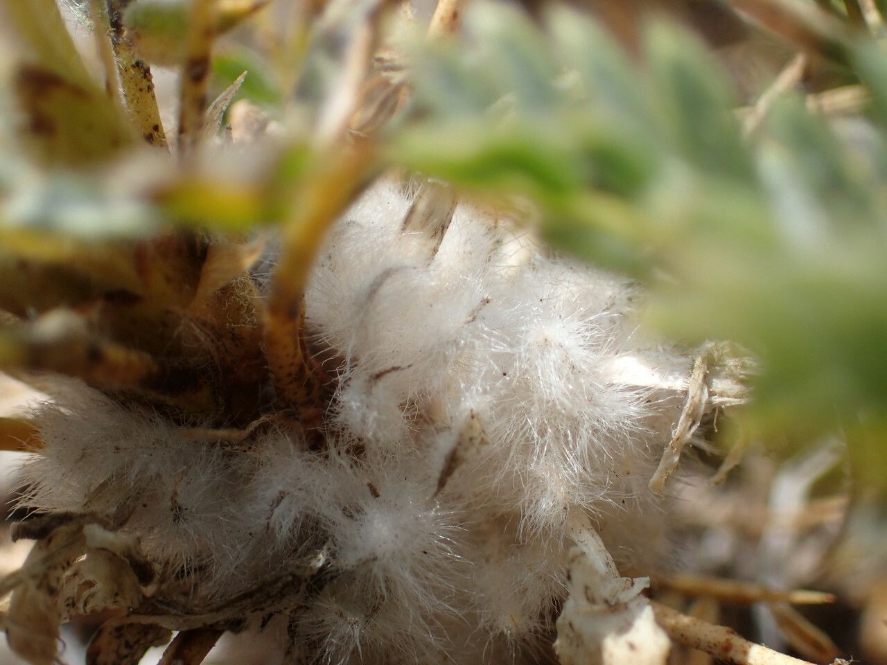 Astragalus thracicus bark