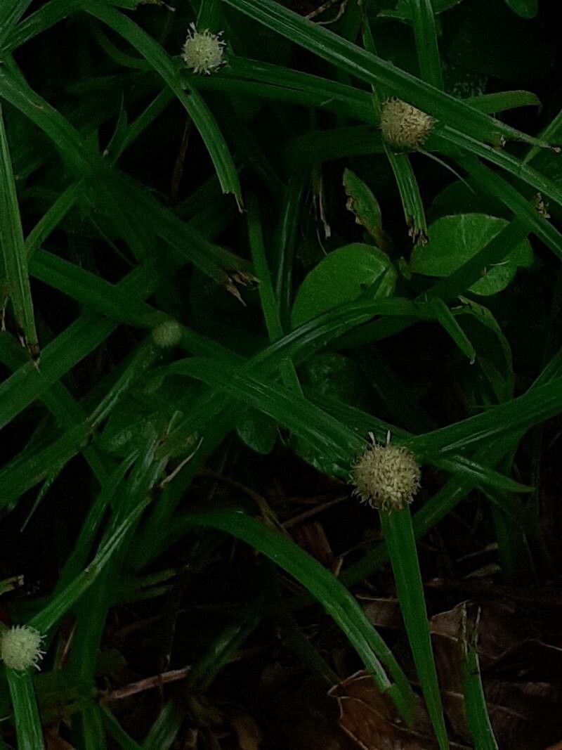 Kyllinga bulbosa leaf