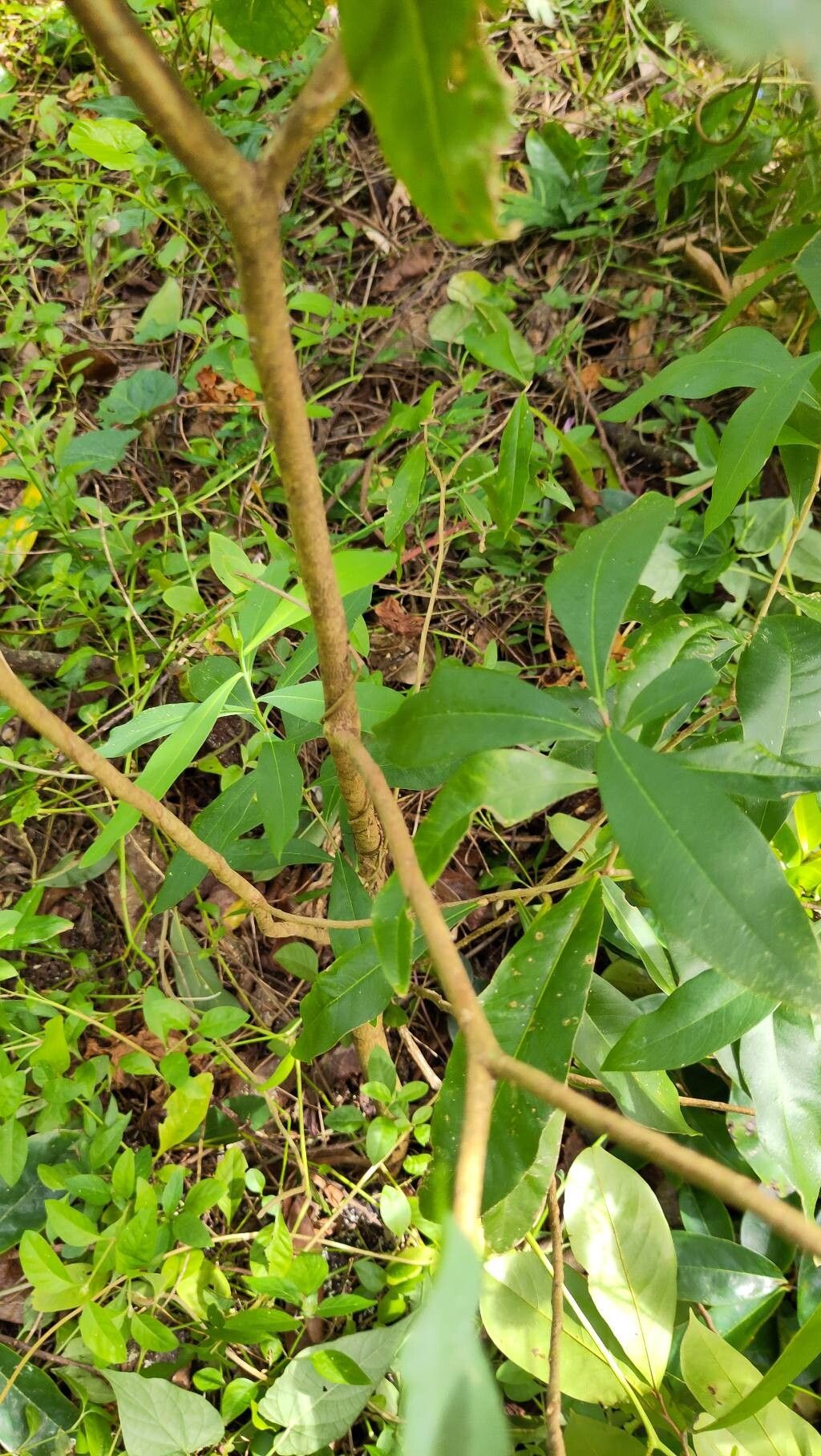 Cestrum citrifolium bark