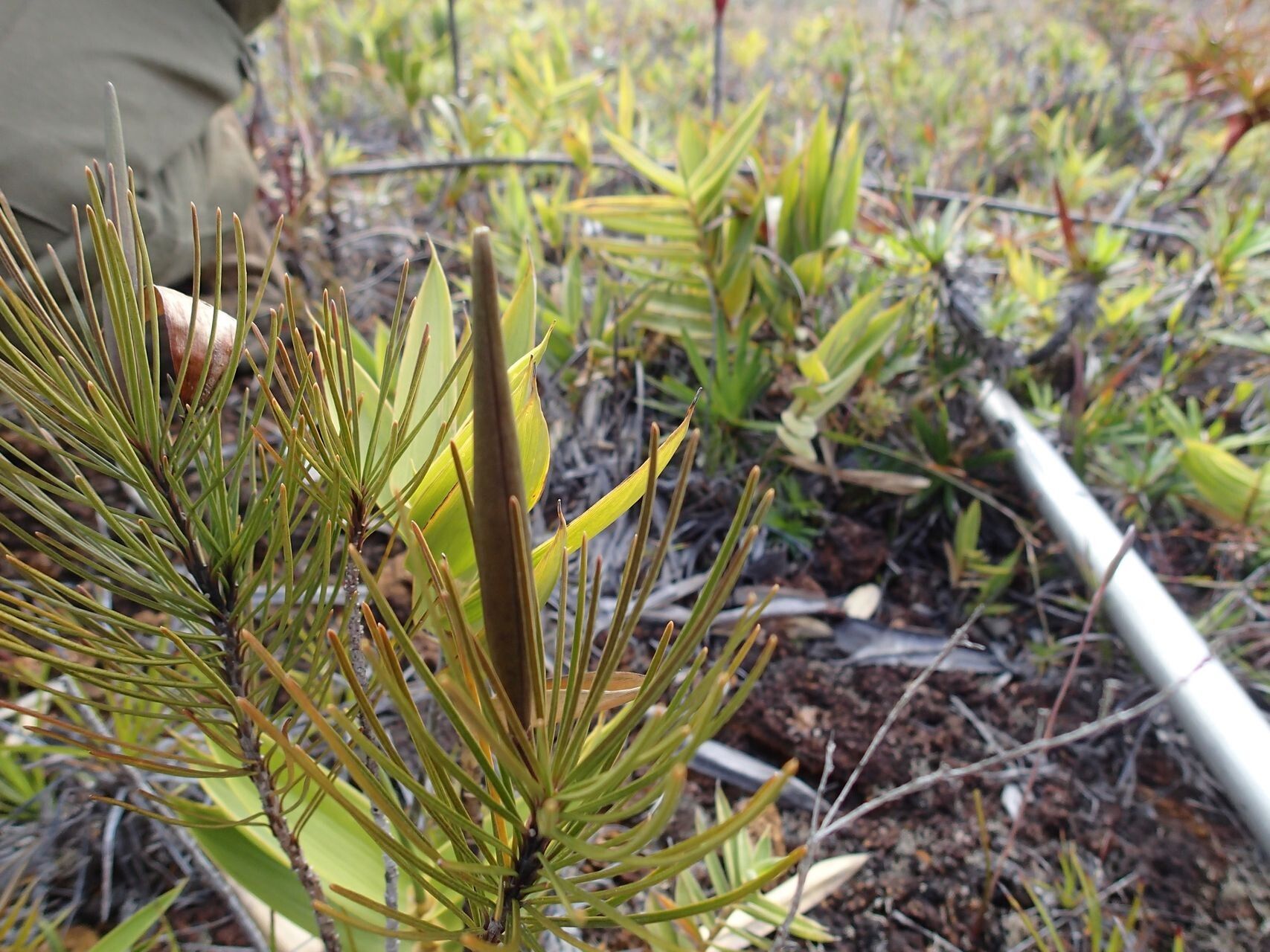Leichhardtia ericoides habit