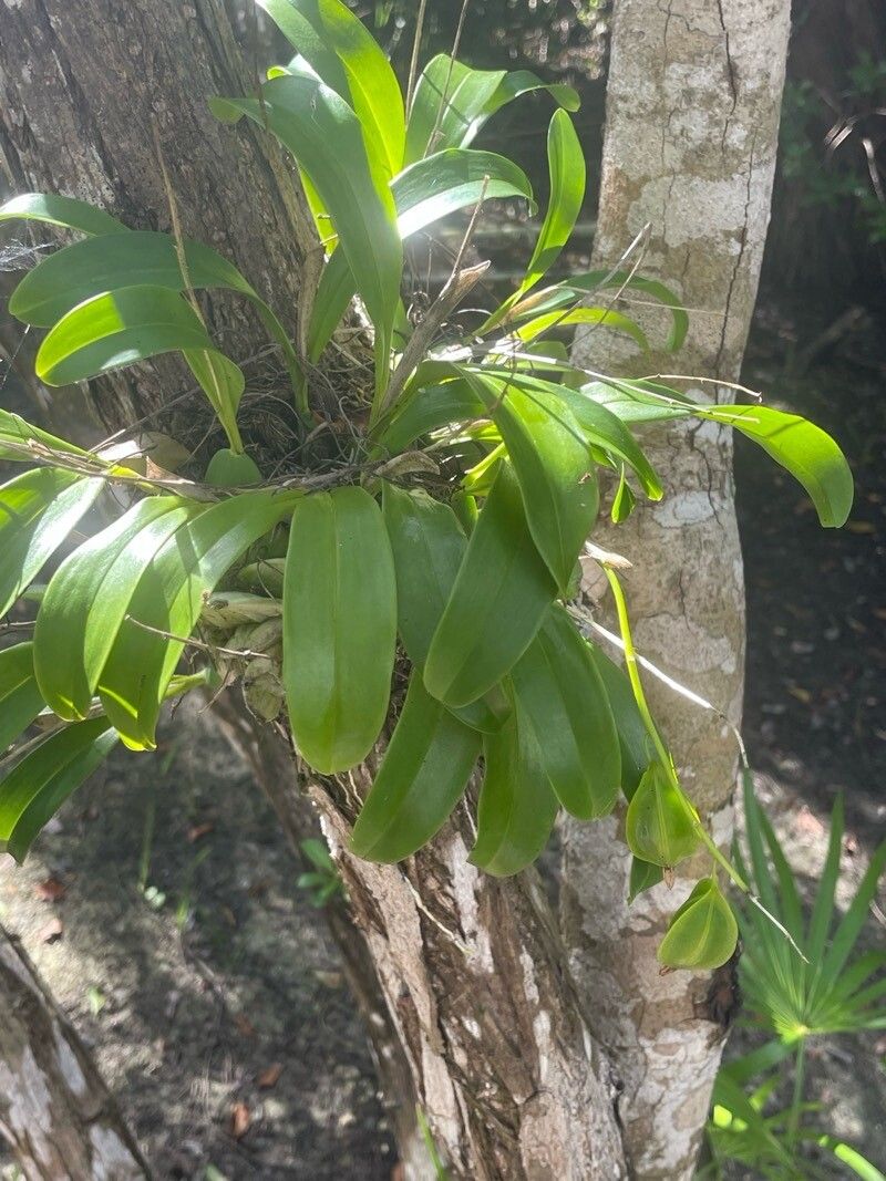 Prosthechea boothiana leaf