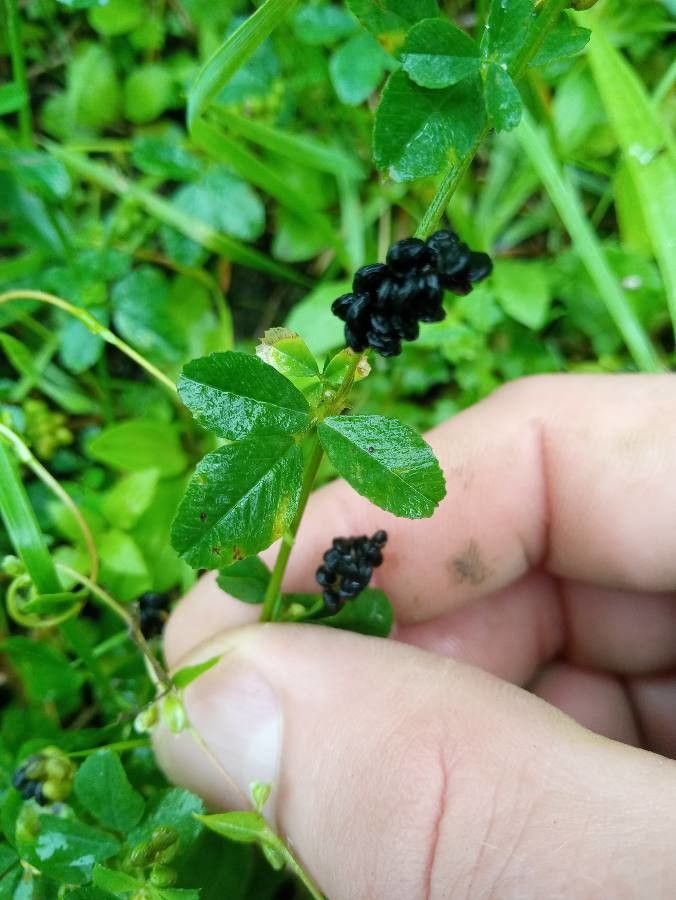 Ophrys incubacea leaf