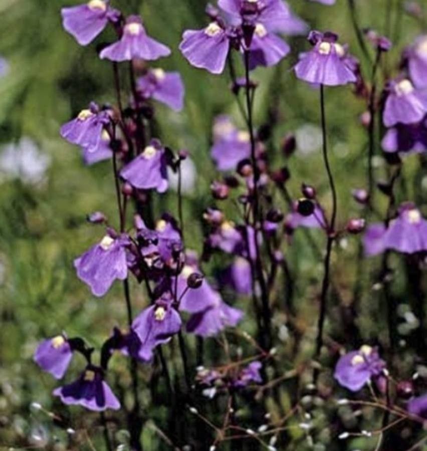 Utricularia dichotoma — search result for 'Utricularia'