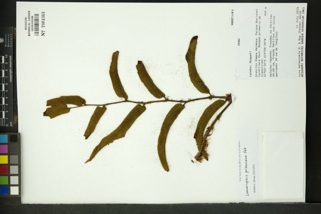 Lomariopsis prieuriana — houseplant care guide