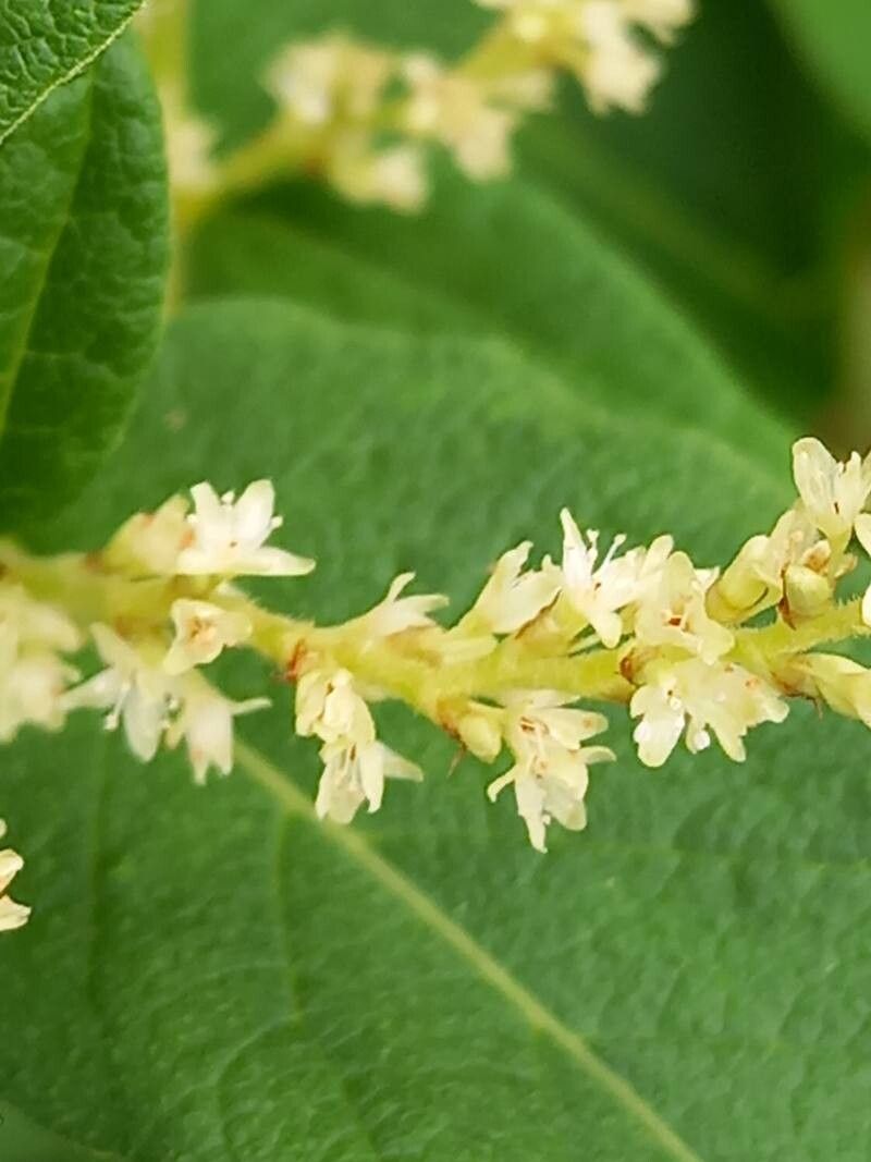 Koenigia weyrichii flower