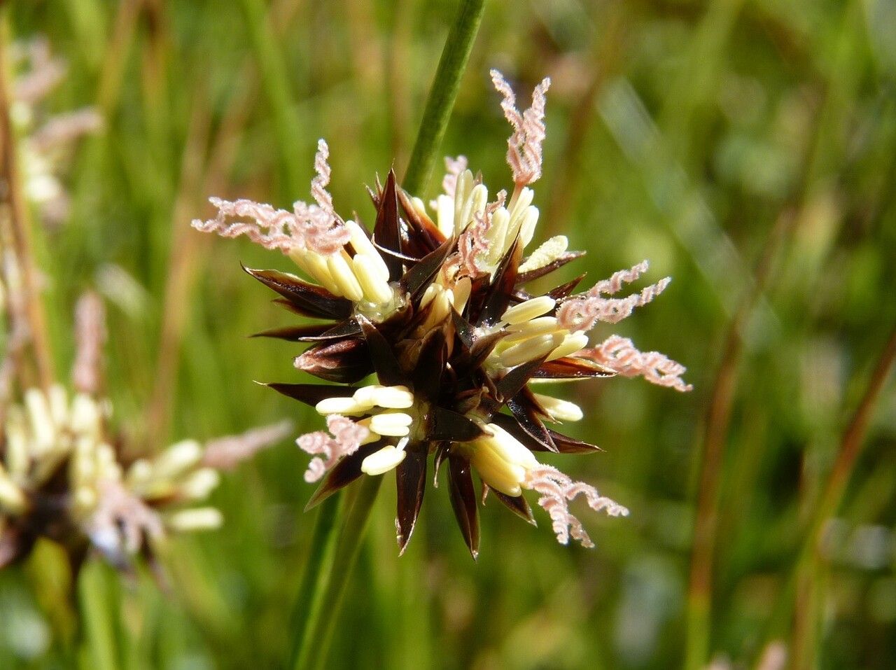 Juncus jacquini flower