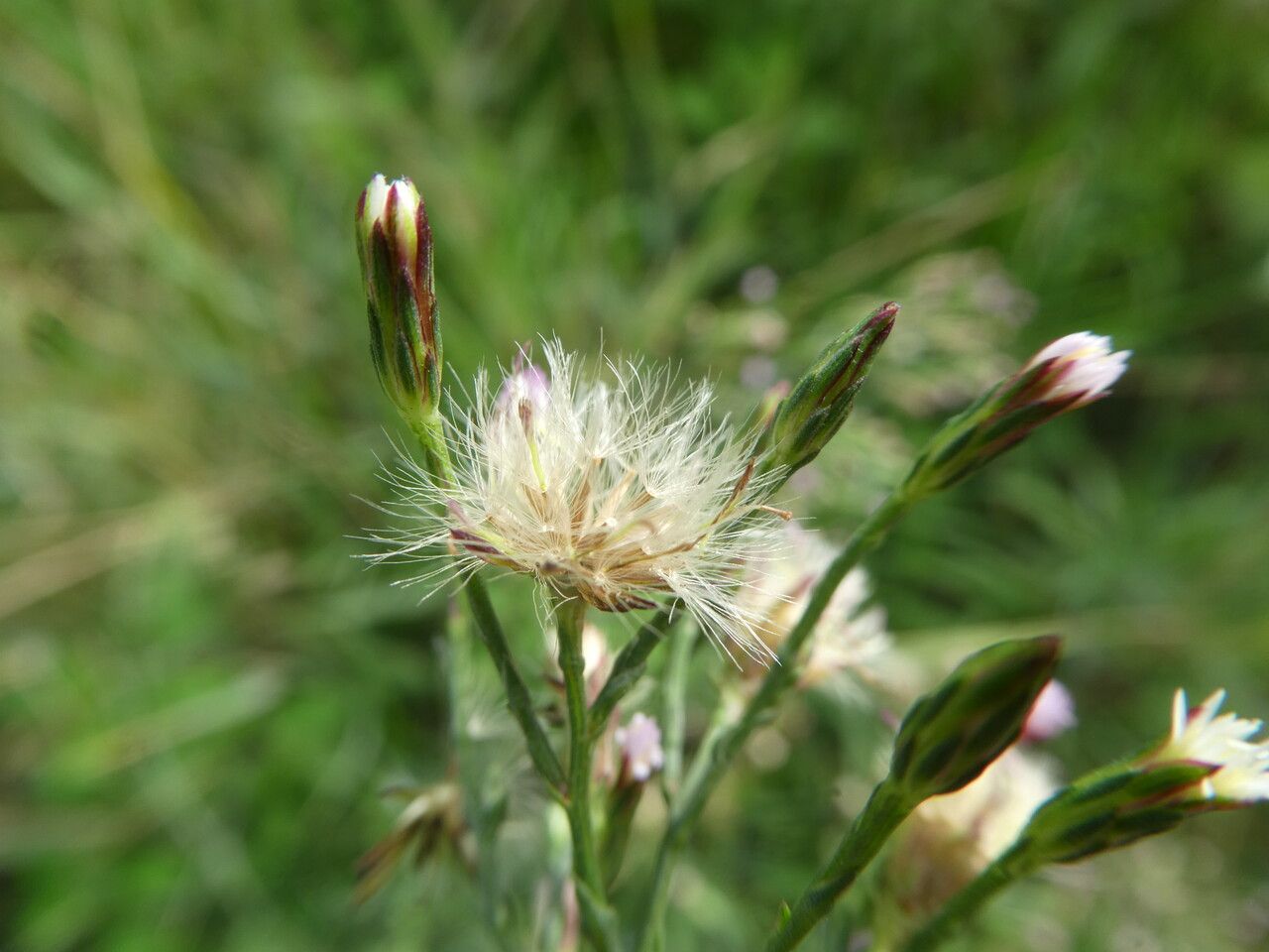 Symphyotrichum subulatum fruit