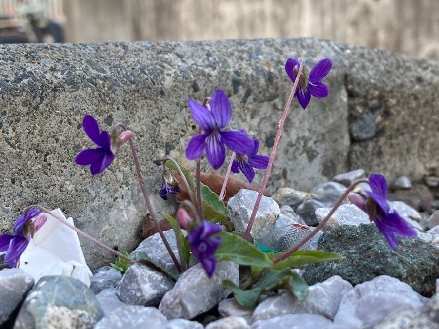 Viola inconspicua flower