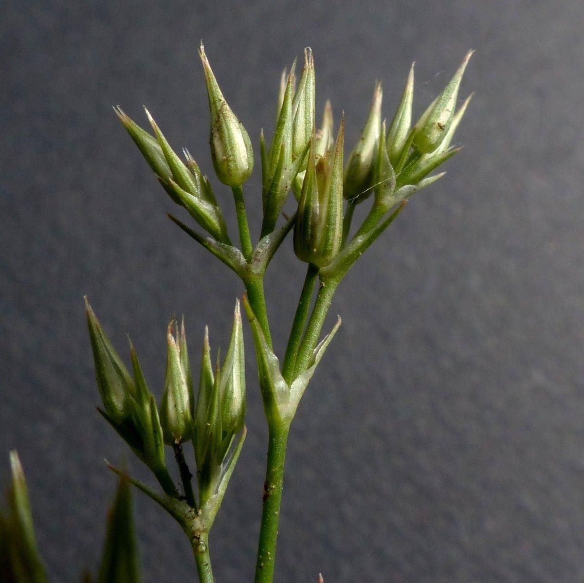 Minuartia mucronata flower