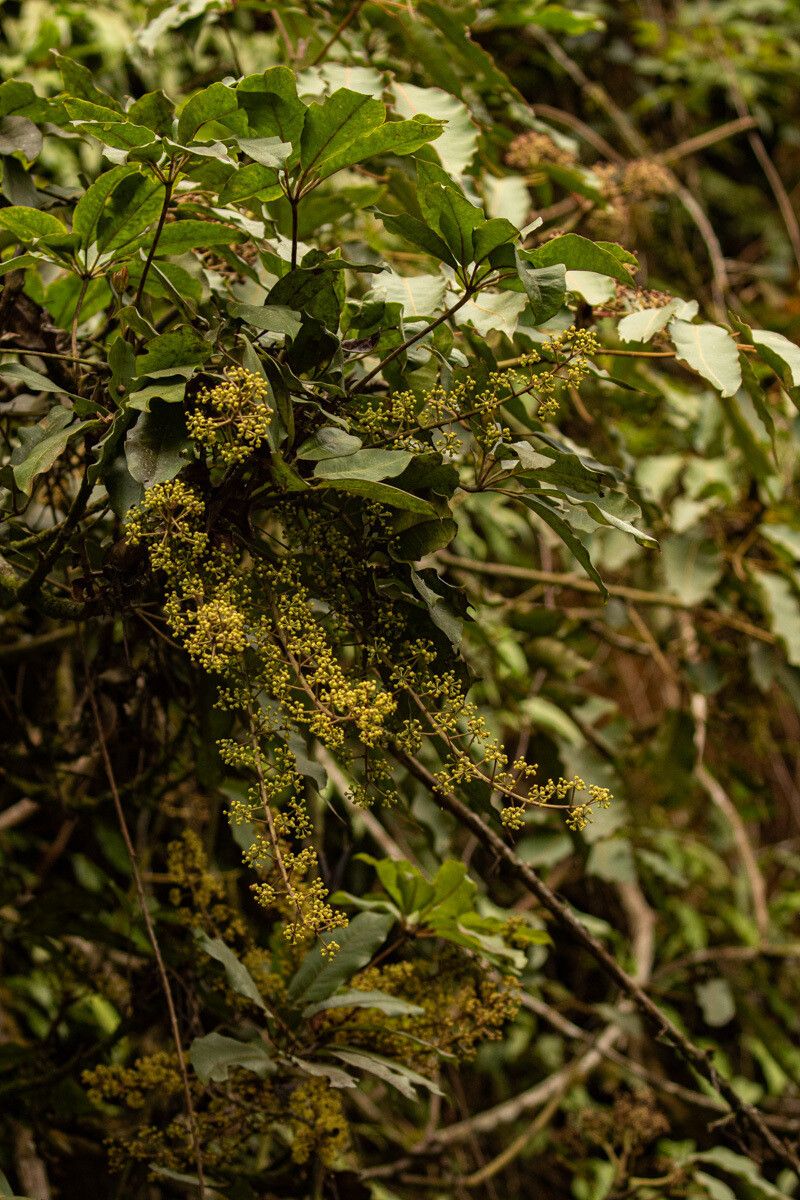 Astropanax goetzenii habit