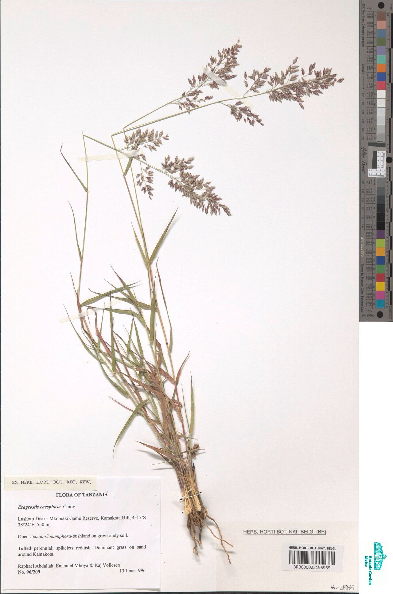 Eragrostis caespitosa — search result for 'Eragrostis'