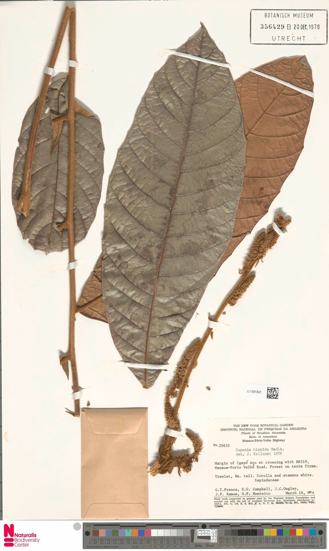 Cupania hispida fruit