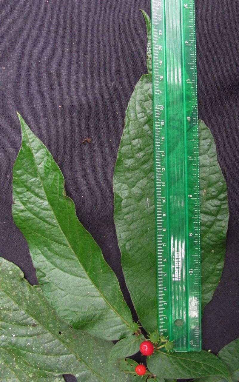 Lycianthes inaequilatera — search result for 'Lycianthes'