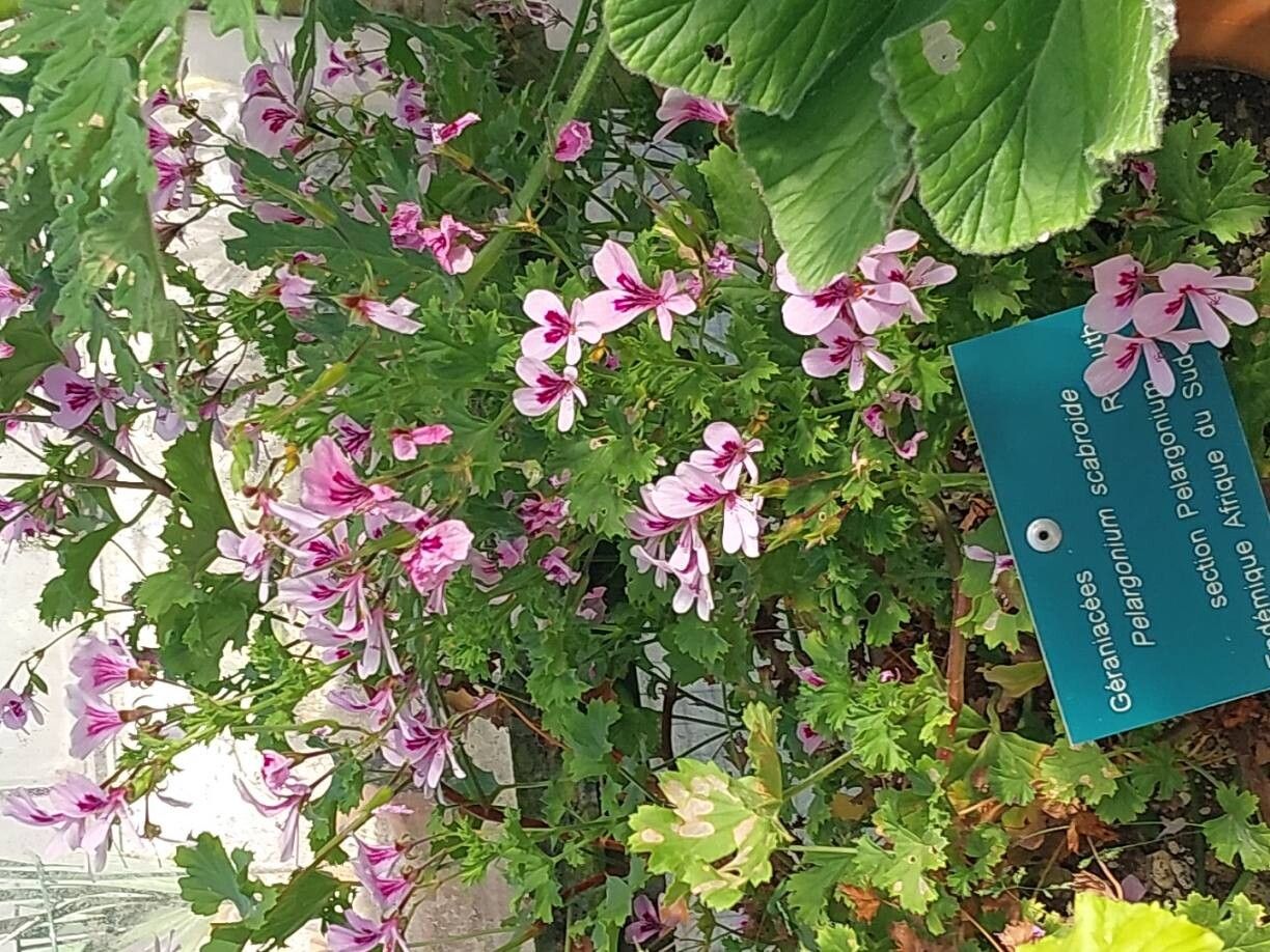 Pelargonium scabroide habit