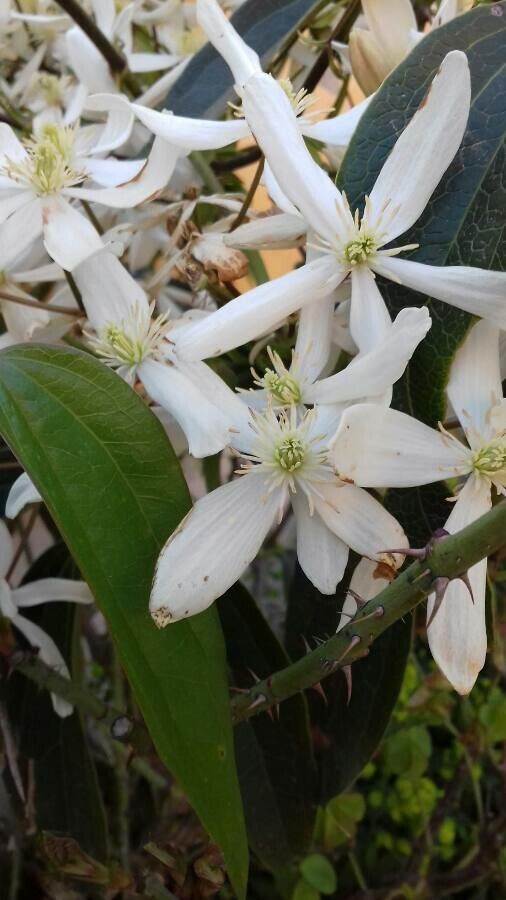 Clematis armandii flower