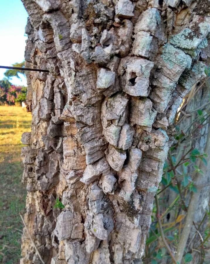 Schinopsis balansae — search result for 'Anacardiaceae'