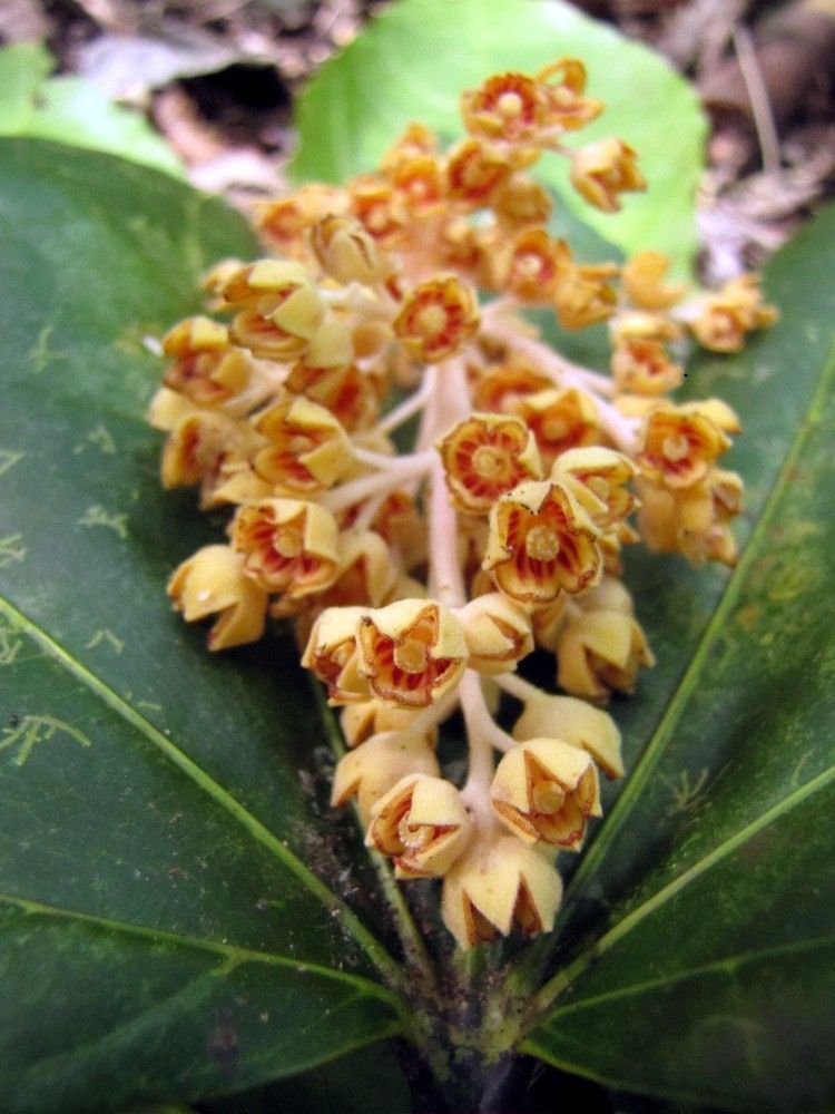 Acropogon sageniifolia — houseplant care guide