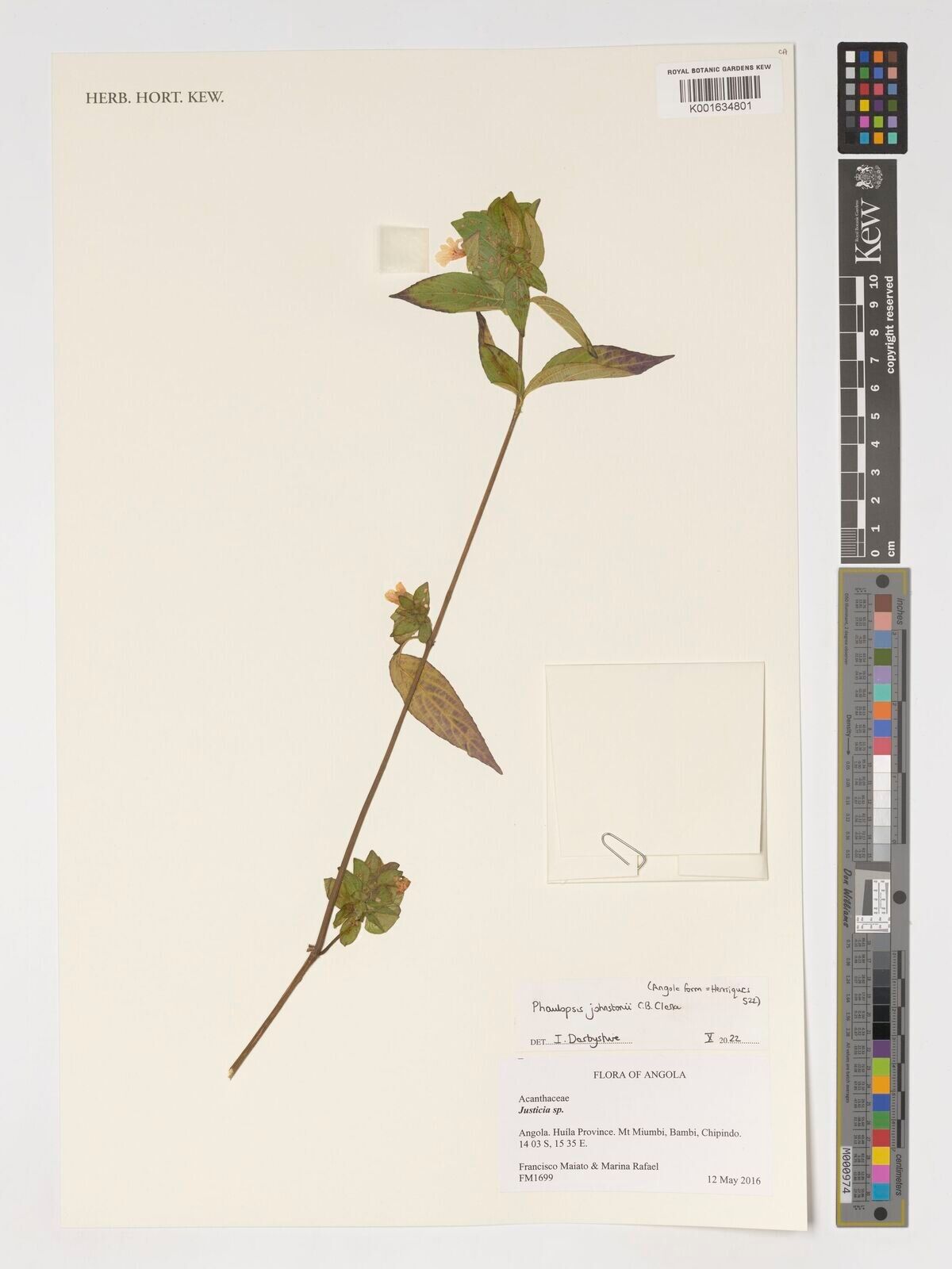 Phaulopsis johnstonii — houseplant care guide