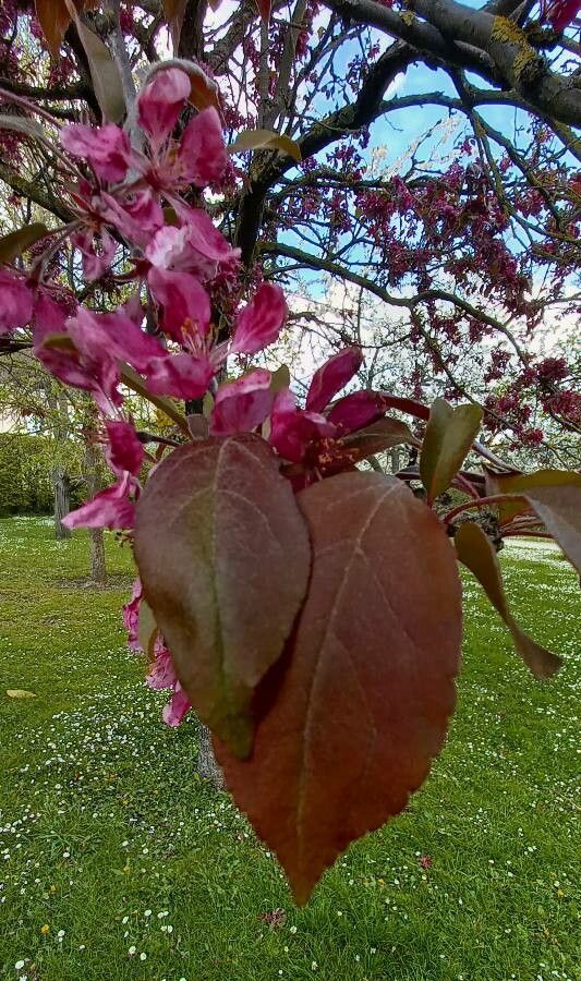 Malus floribunda — adaptable to poor soil houseplant