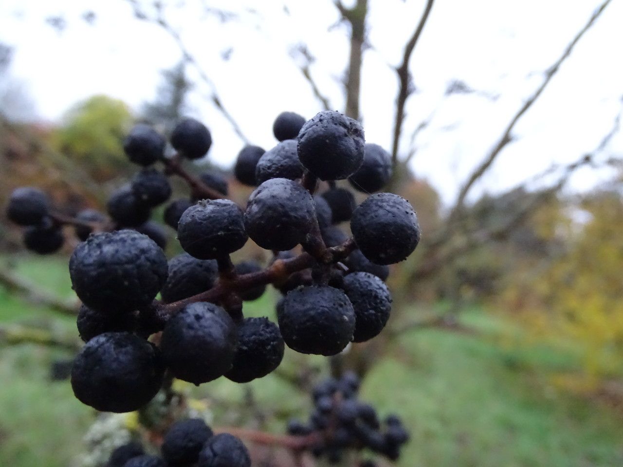 Phellodendron japonicum fruit