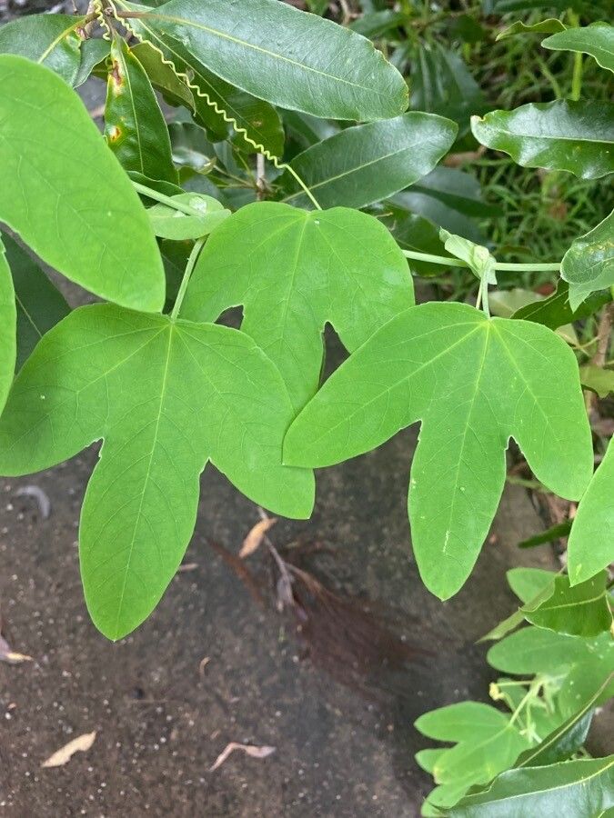 Passiflora lutea