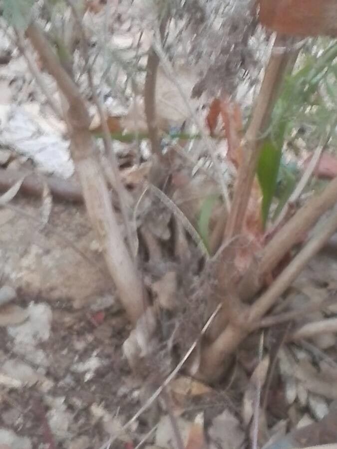 Lavandula pinnata bark